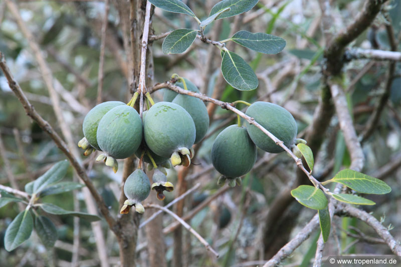 Feijoa, Brasilianische Guave (Acca sellowiana) 